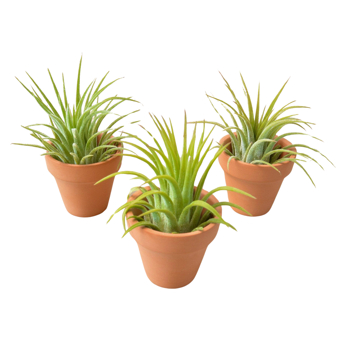 air plant mini terra cotta pot, tillandsia ionantha easy care, low maintenance desk plant gift, red tipped air plant small, Pet Friendly Plants to grow