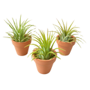 air plant mini terra cotta pot, tillandsia ionantha easy care, low maintenance desk plant gift, red tipped air plant small, Pet Friendly Plants to grow