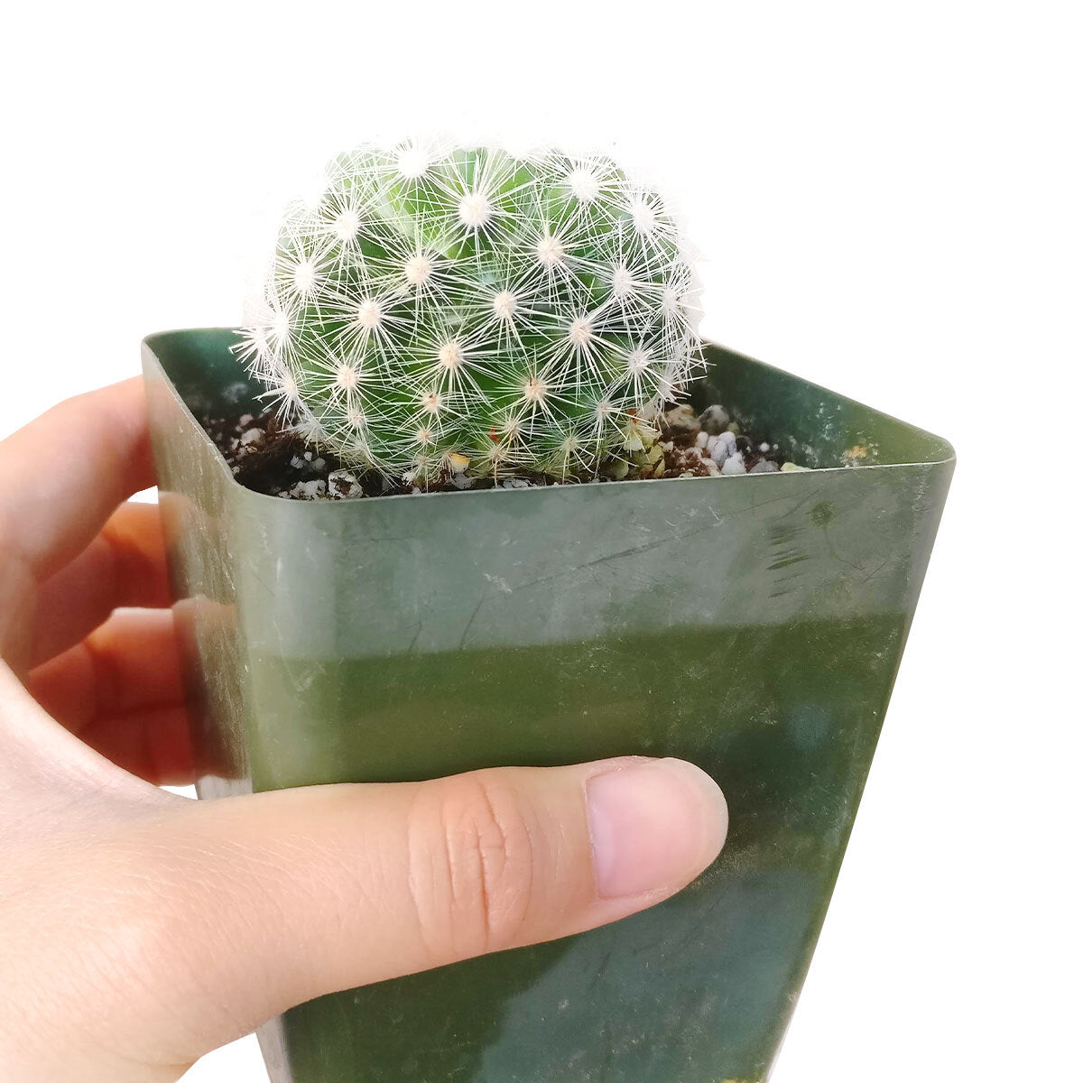 ventura cactus & succulents Mammillaria Carmenae Albiflora Cactus | Succulent Care