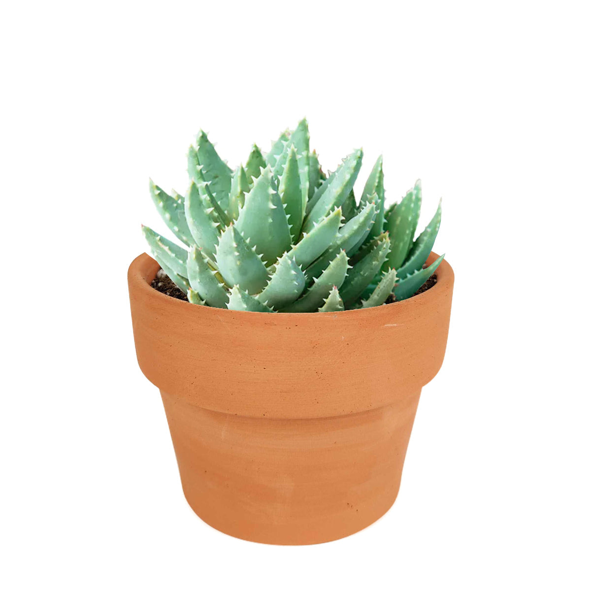 short succulents Buy Aloe Brevifolia (Short-leaved Aloe)