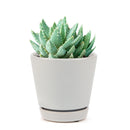 cactus, Succulents shop near me, succulents garden, succulent subscription, how to grow succulents, succulent care, Succulents