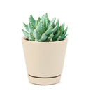 cactus, Succulents shop near me, succulents garden, succulent subscription, how to grow succulents, succulent care, Succulents