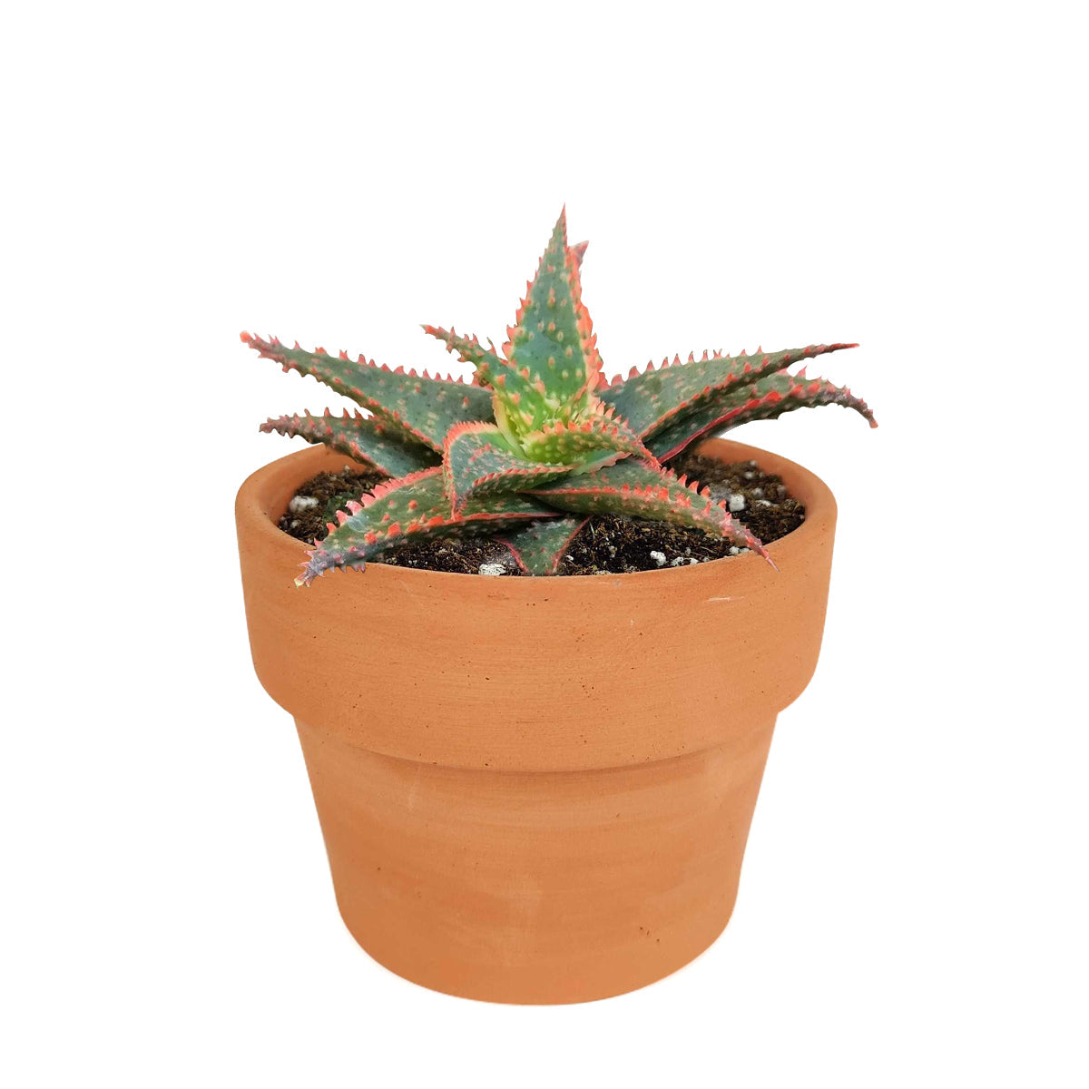 red aloe vera plant for sale Aloe Christmas Carol & Care Instruction 4 inch by Succulents Box