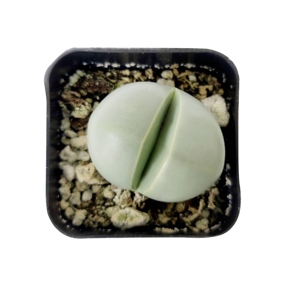 rare succulents, rare succulents for sale, unique succulents, buy succulents online, rare succulent, succulent shop, unusual succulents, succulent store, succulents online