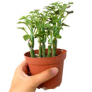 succulents shop in California, succulent care tips, succulent subscription, succulents store in CA, Senecio articulatus in California, How to grow Senecio articulatus