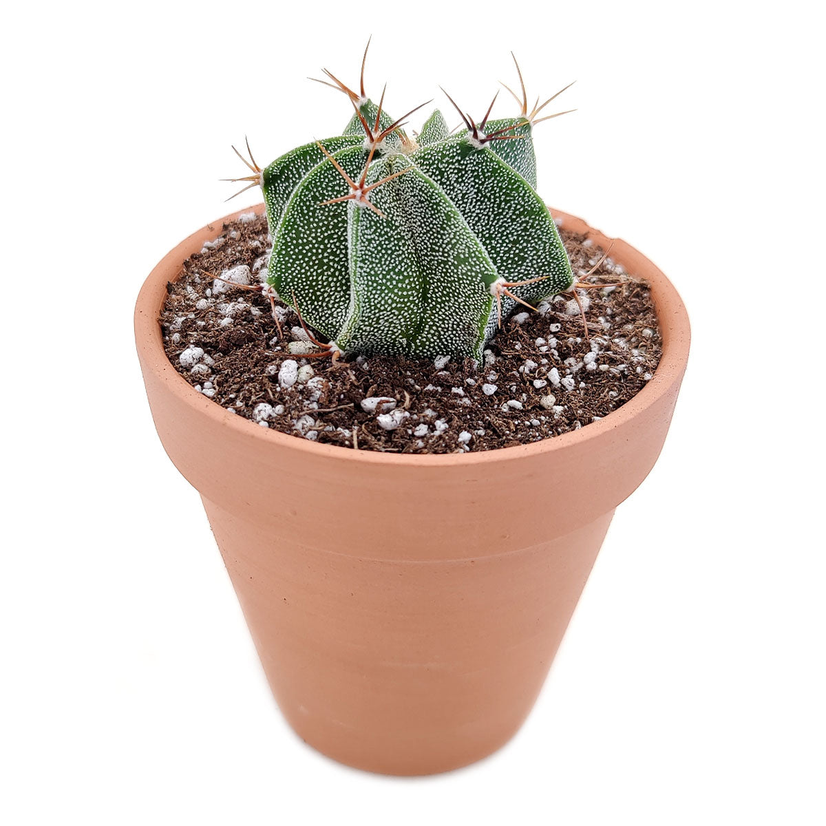 astrophytum succulent Astrophytum Ornatum Star Cactus | Unique Cactus Succulent Gift