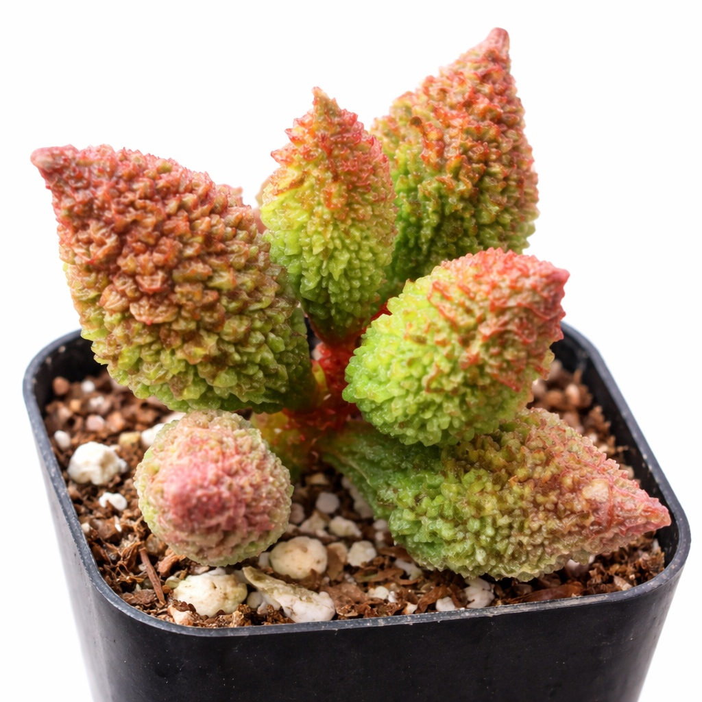 2 inch Adromischus marianae f. herrei
, green succulents, indoor succulents, succulent care guide, buy succulents online