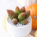2 inch Adromischus marianae f. herrei
, green succulents, indoor succulents, succulent care guide, buy succulents online