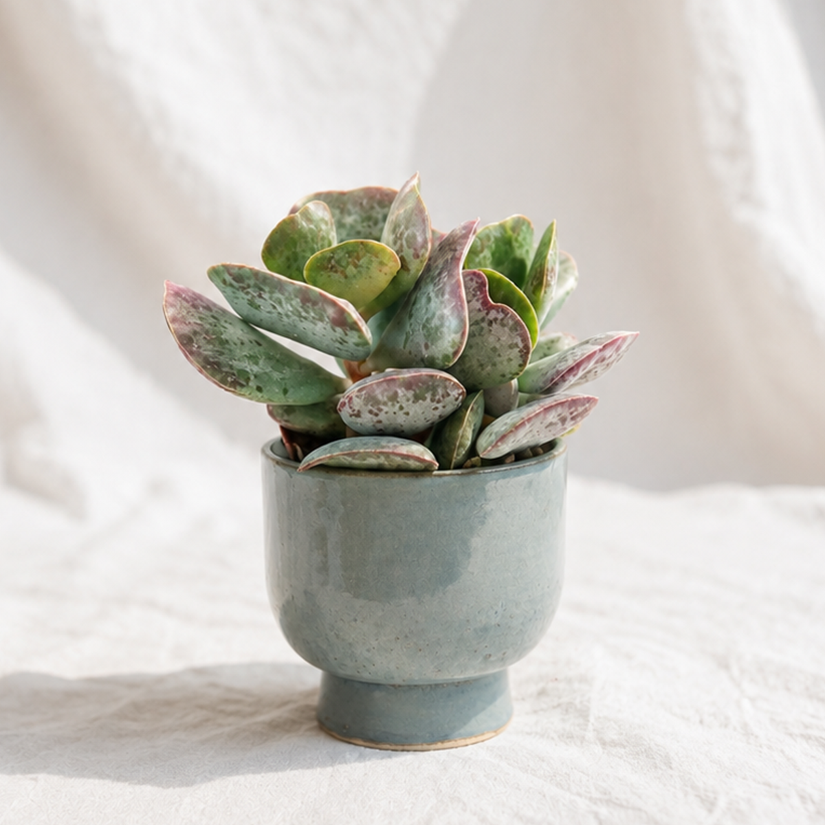 Buy Calico Hearts Cotyledon Maculata - Adromischus triflorus live plant online. This charming succulent features plump, heart-shaped leaves with speckled markings. Easy to care for, it thrives in bright light, well-draining soil, and occasional watering.