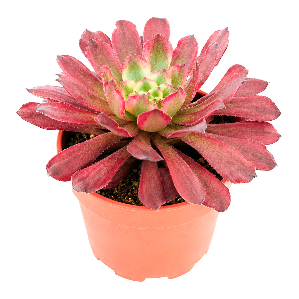4 inch Aeonium 'Fairy Ink' for sale. Aeonium 'Fairy Ink' is a beautiful succulent featuring compact rosettes with rich dark foliage that adds a bold, modern touch to any plant display. It grows best in bright light with well-draining soil and needs minimal watering to stay healthy. This low-maintenance succulent is ideal for homes, offices, patios, or collectors seeking a distinctive ornamental plant.