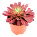 4 inch Aeonium 'Fairy Ink' for sale. Aeonium 'Fairy Ink' is a striking succulent with beautifully layered rosettes and rich, dark foliage that brings contrast and elegance to any space. It thrives in bright light with well-draining soil and is highly drought-tolerant once established. This unique succulent is perfect for homes, offices, or anyone looking to expand their collection with a rare and attractive plant.