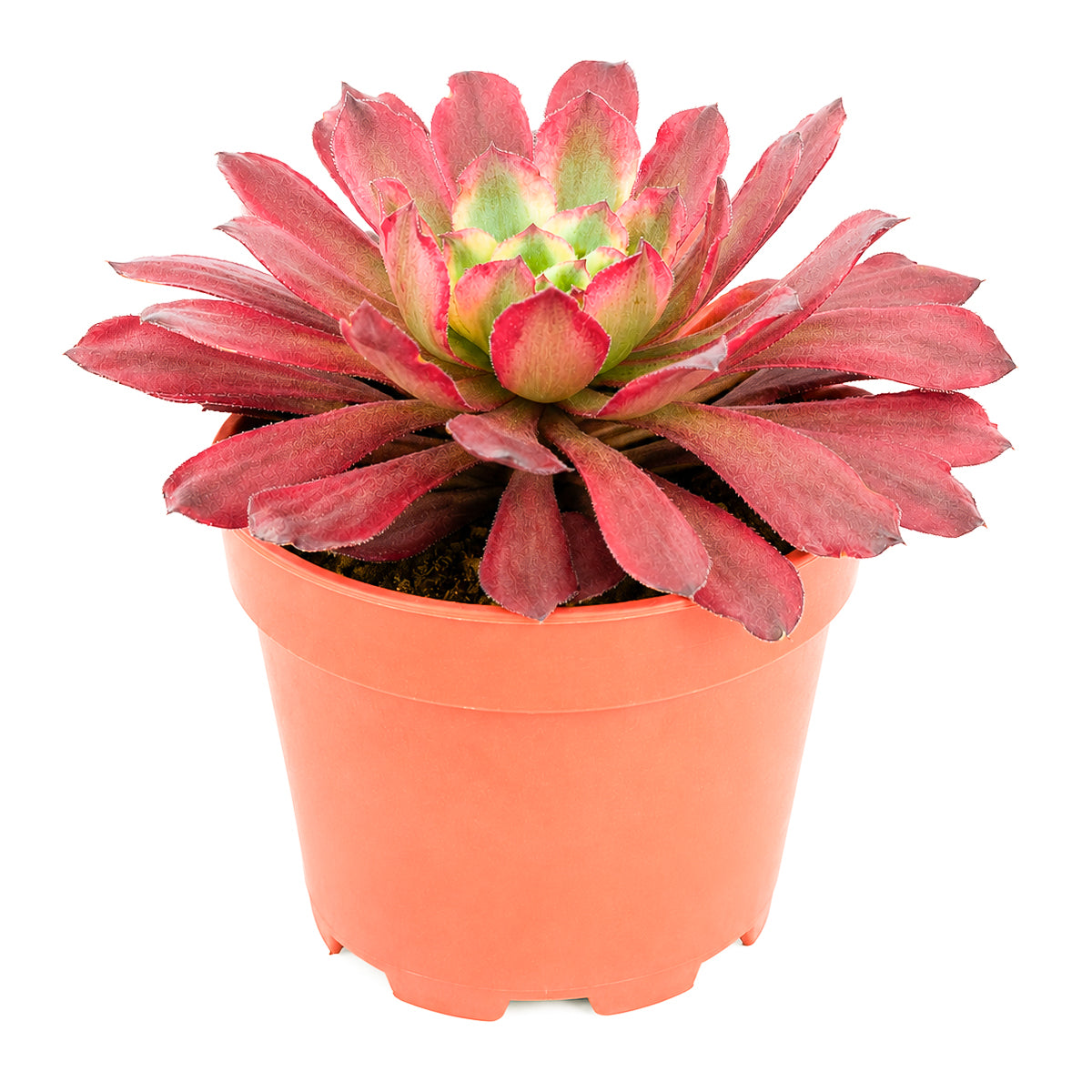 Buy 4 inch Aeonium 'Fairy Ink' online. Aeonium 'Fairy Ink' is a stunning ornamental succulent known for its elegant rosette shape and dramatic dark-colored leaves. It thrives in bright light, prefers fast-draining soil, and requires only light, infrequent watering. This easy-care plant is an excellent choice for succulent collections, home décor, or thoughtful gifts for plant enthusiasts.
