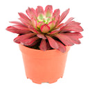 4 inch Aeonium 'Fairy Ink' for sale. Aeonium 'Fairy Ink' is a striking succulent with beautifully layered rosettes and rich, dark foliage that brings contrast and elegance to any space. It thrives in bright light with well-draining soil and is highly drought-tolerant once established. This unique succulent is perfect for homes, offices, or anyone looking to expand their collection with a rare and attractive plant.
