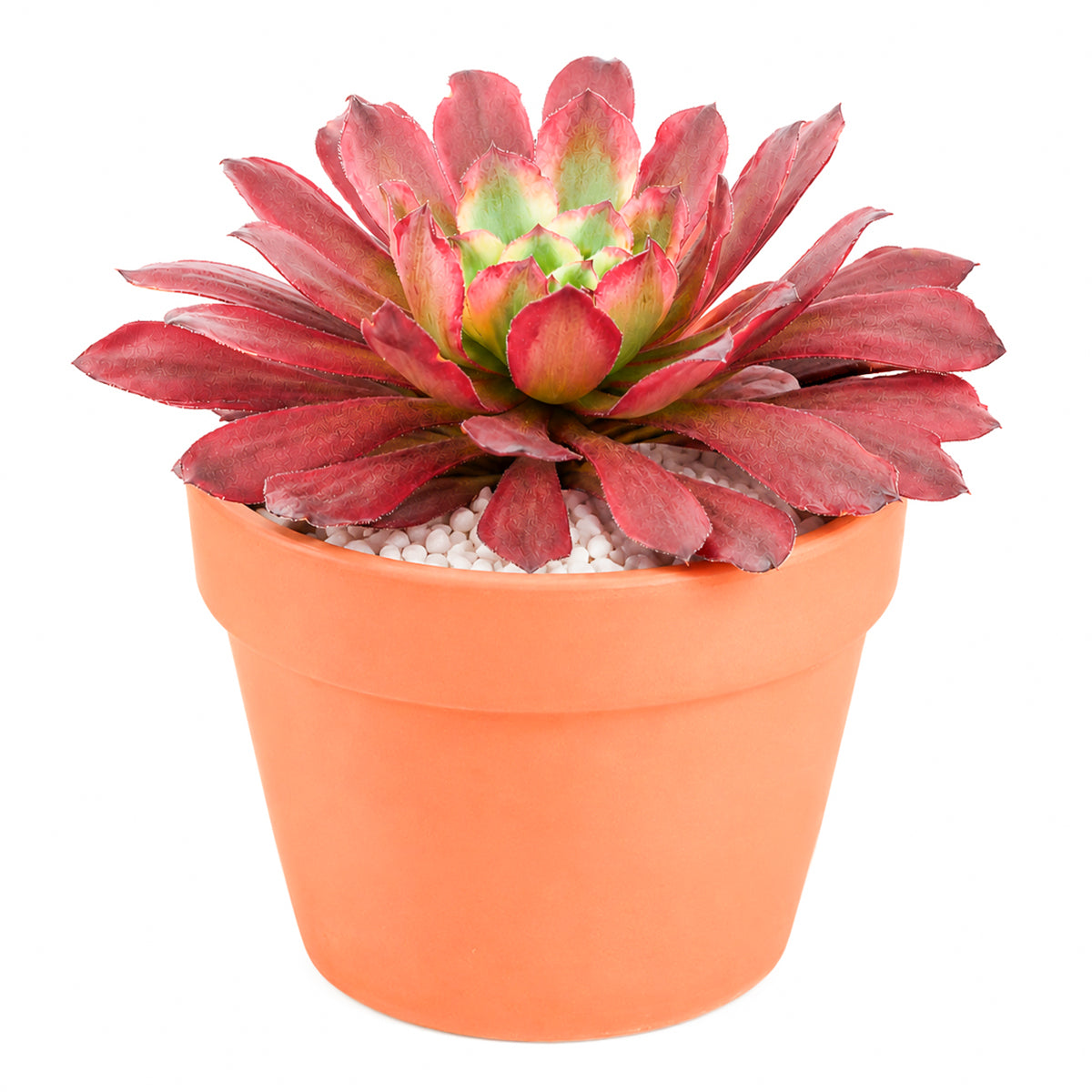 4 inch Aeonium 'Fairy Ink' for sale. Aeonium 'Fairy Ink' is a striking succulent with beautifully layered rosettes and rich, dark foliage that brings contrast and elegance to any space. It thrives in bright light with well-draining soil and is highly drought-tolerant once established. This unique succulent is perfect for homes, offices, or anyone looking to expand their collection with a rare and attractive plant.