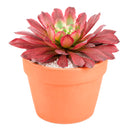 4 inch Aeonium 'Fairy Ink' for sale. Aeonium 'Fairy Ink' is a striking succulent with beautifully layered rosettes and rich, dark foliage that brings contrast and elegance to any space. It thrives in bright light with well-draining soil and is highly drought-tolerant once established. This unique succulent is perfect for homes, offices, or anyone looking to expand their collection with a rare and attractive plant.