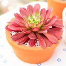 4 inch Aeonium 'Fairy Ink' for sale. Aeonium 'Fairy Ink' is a striking succulent with beautifully layered rosettes and rich, dark foliage that brings contrast and elegance to any space. It thrives in bright light with well-draining soil and is highly drought-tolerant once established. This unique succulent is perfect for homes, offices, or anyone looking to expand their collection with a rare and attractive plant.