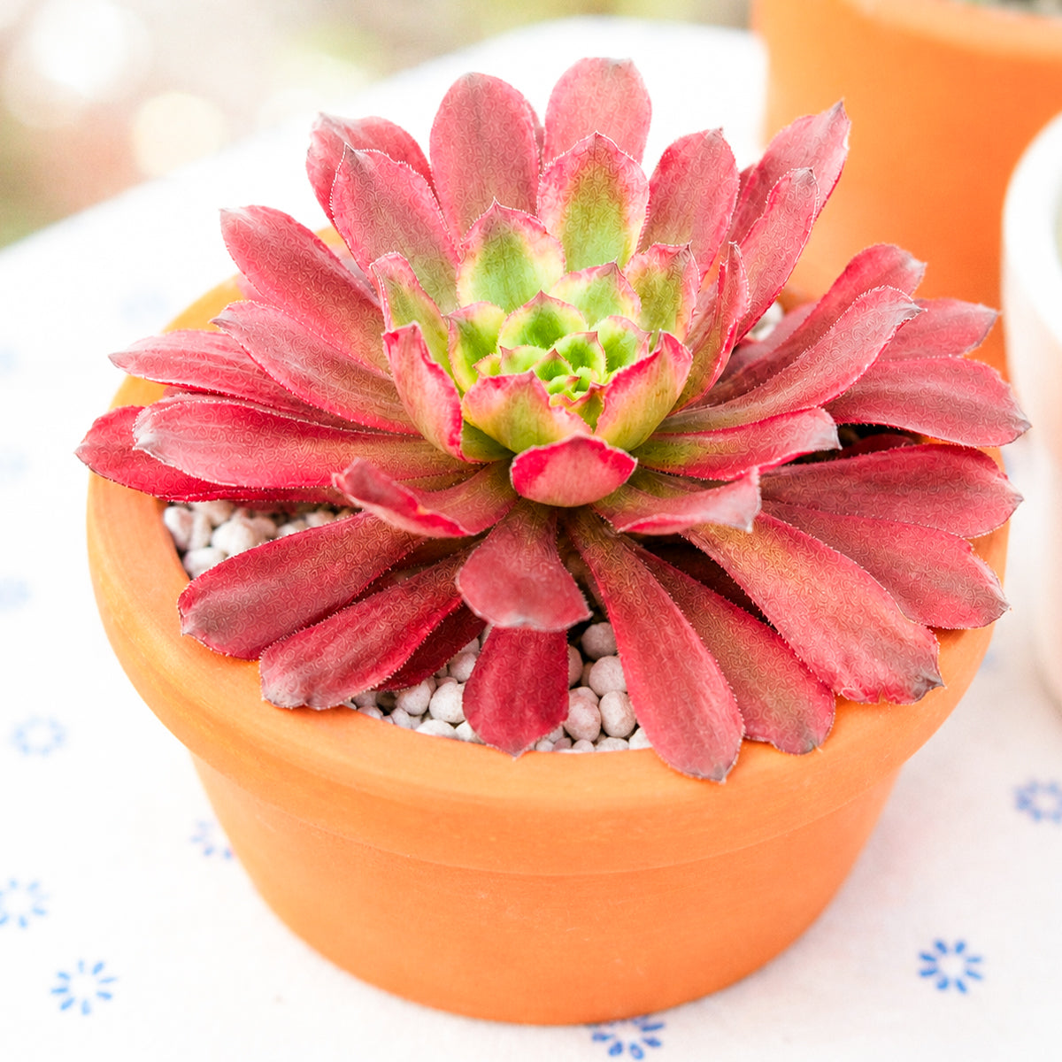 Buy 4 inch Aeonium 'Fairy Ink' online. Aeonium 'Fairy Ink' is a unique succulent admired for its striking rosettes of deep burgundy to nearly black foliage that creates a dramatic focal point in any plant collection. It thrives in bright light with well-draining soil and requires only occasional watering, making it easy to care for. This eye-catching succulent is perfect for homes, offices, or anyone looking to add bold color and texture to their indoor or outdoor space.