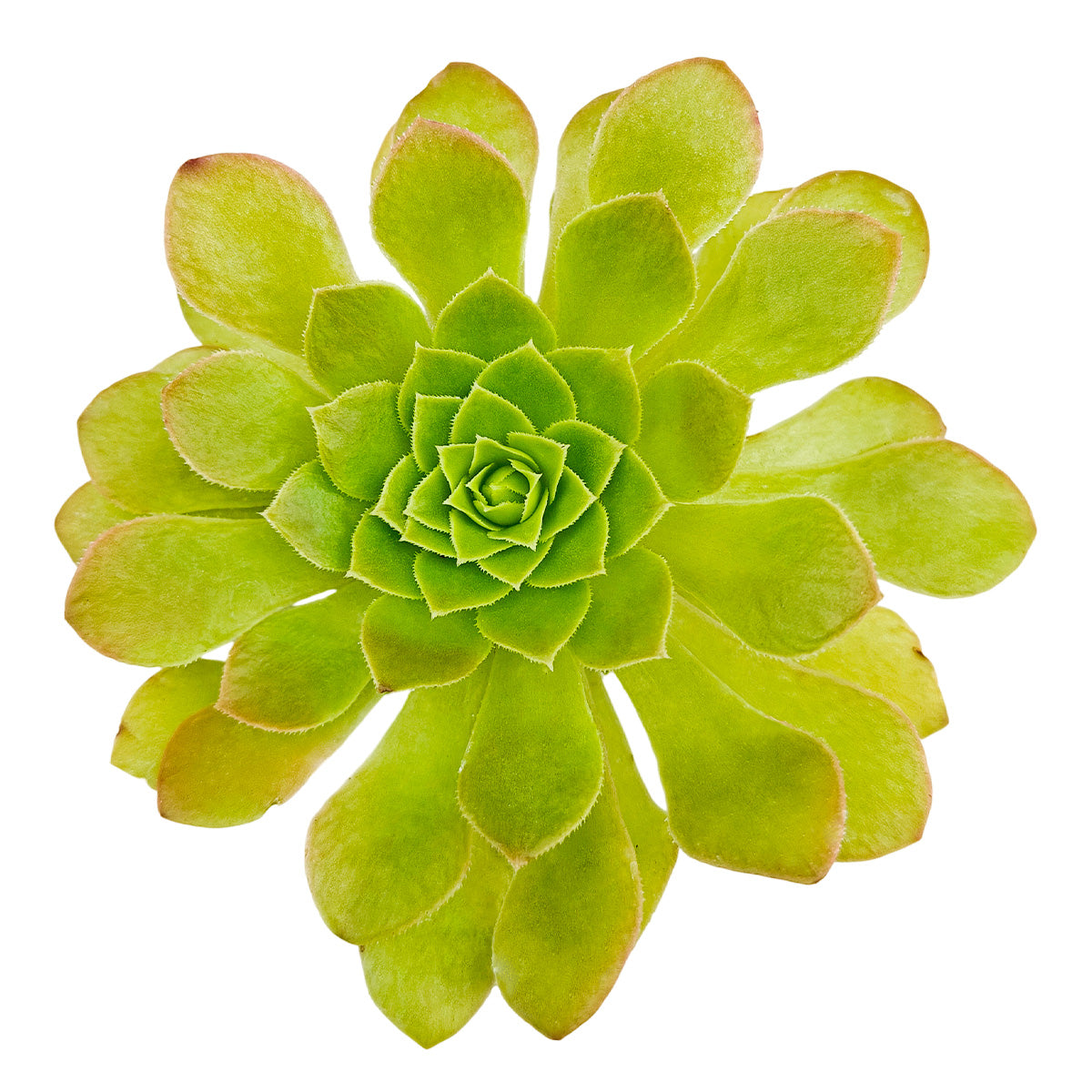 Green succulent plant on a white background
