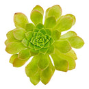 Aeonium 'Jolly Clusters'