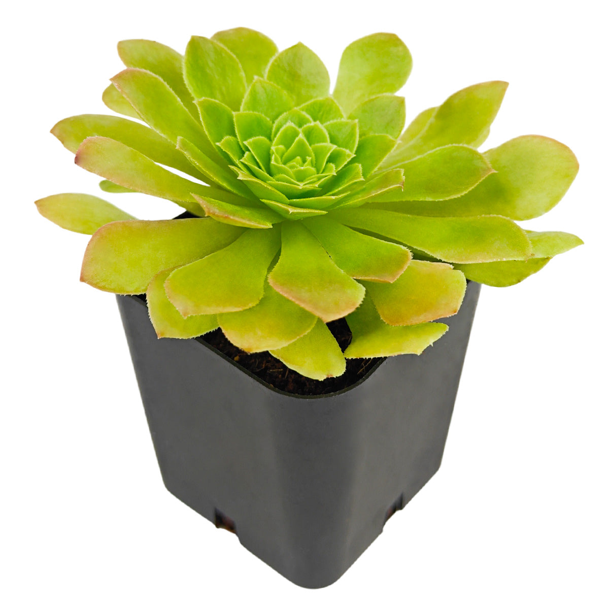 Aeonium 'Jolly Clusters'