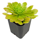 Aeonium 'Jolly Clusters'