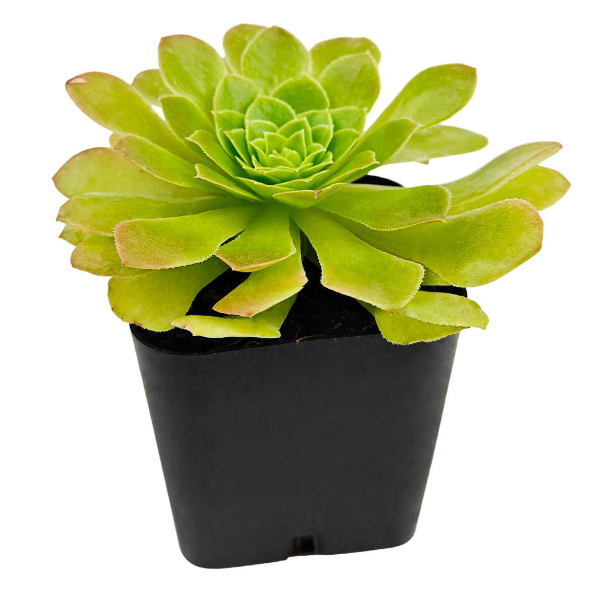 Green succulent plant in a black pot on a white background