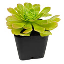 Aeonium 'Jolly Clusters'