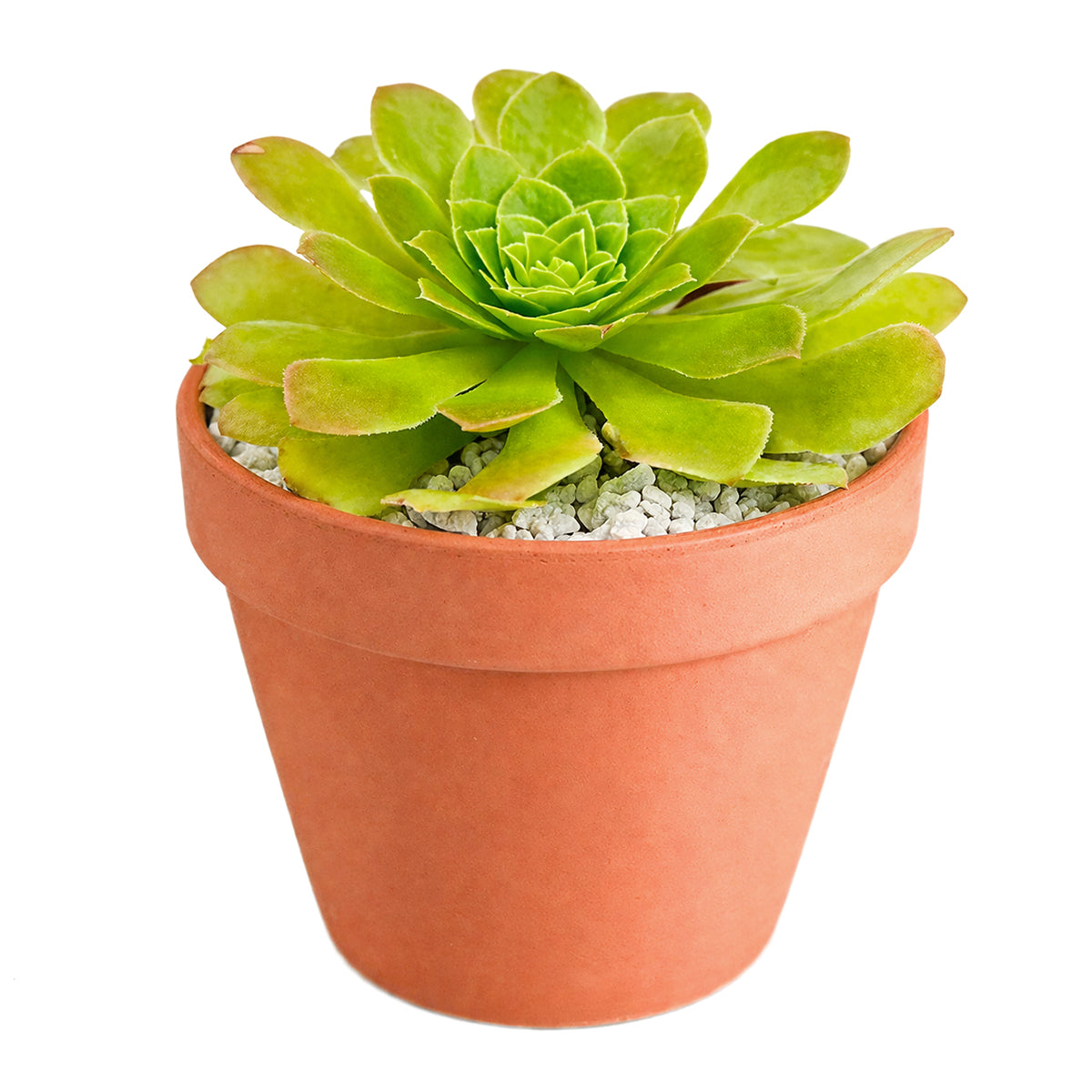 Aeonium 'Jolly Clusters'