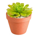 Aeonium 'Jolly Clusters'