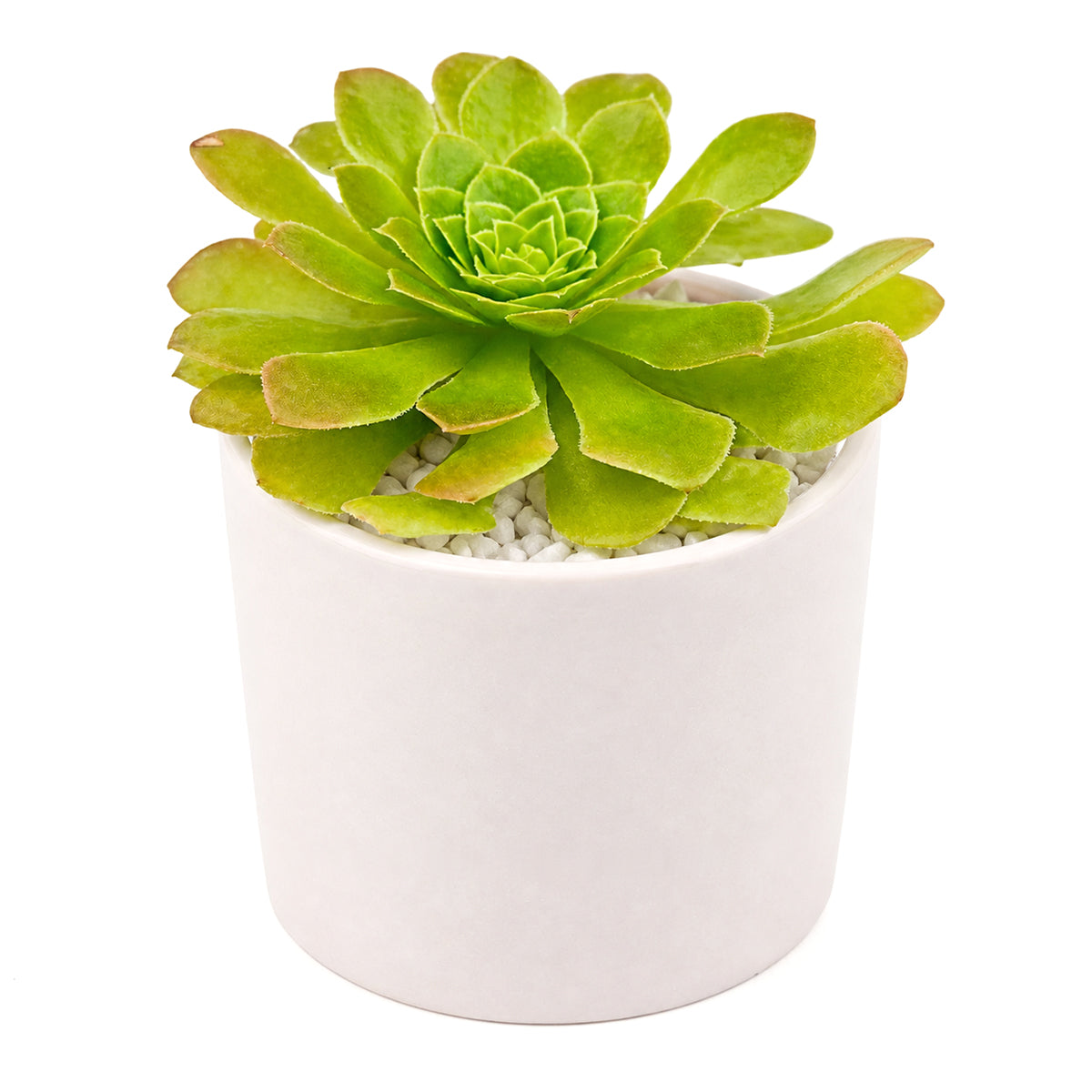 Green succulent plant in a white pot on a white background
