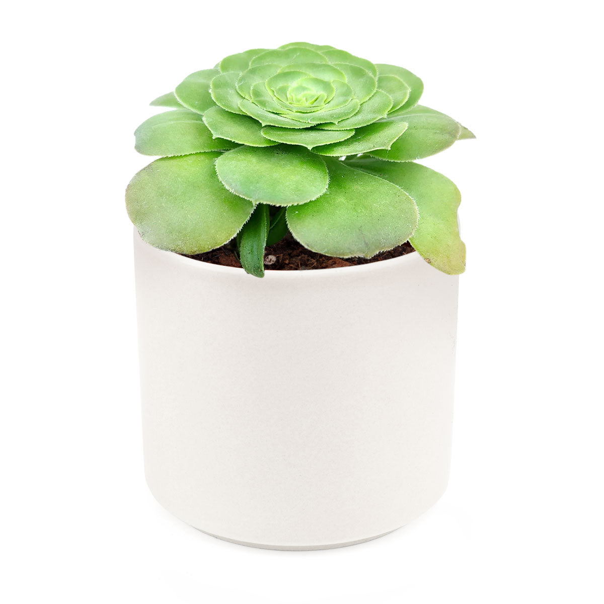 flat succulent plant Aeonium Dinner Plate - Aeonium Tabuliforme Flat Succulent Plant