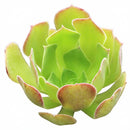 2 inch Aeonium 'Blushing Beauty' , green succulents, indoor succulents, succulent care guide, buy succulents online