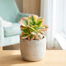 8-pack of 2" live plants for sale. Pick eight favorite plants and enjoy a variety of compact plants in 2" pots. Great for plant collections, gifting, decorating small spaces, and indoor gardening.