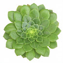 2 inch Aeonium 'Jolly Clusters', green succulents, indoor succulents, succulent care guide, buy succulents online