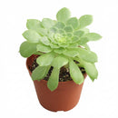 2 inch Aeonium 'Jolly Clusters', green succulents, indoor succulents, succulent care guide, buy succulents online