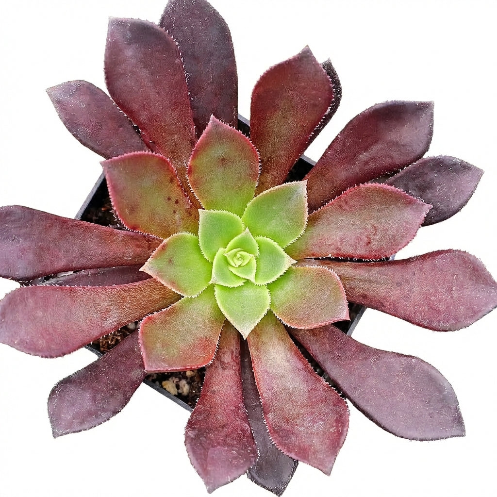 2 inch /4 inch Aeonium 'Phoenix Flame' , green succulents, indoor succulents, succulent care guide, buy succulents online
