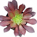 2 inch /4 inch Aeonium 'Phoenix Flame' , green succulents, indoor succulents, succulent care guide, buy succulents online
