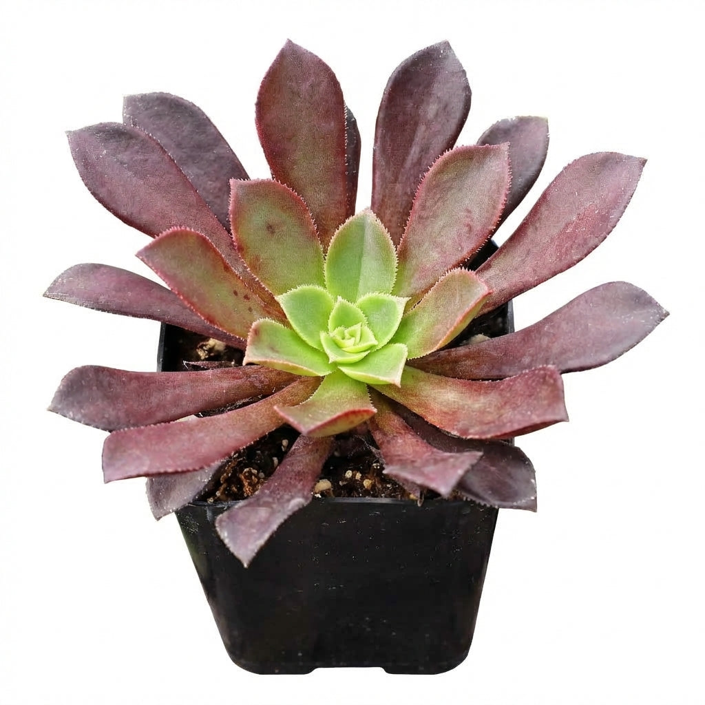 2 inch /4 inch Aeonium 'Phoenix Flame' , green succulents, indoor succulents, succulent care guide, buy succulents online