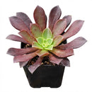 2 inch /4 inch Aeonium 'Phoenix Flame' , green succulents, indoor succulents, succulent care guide, buy succulents online