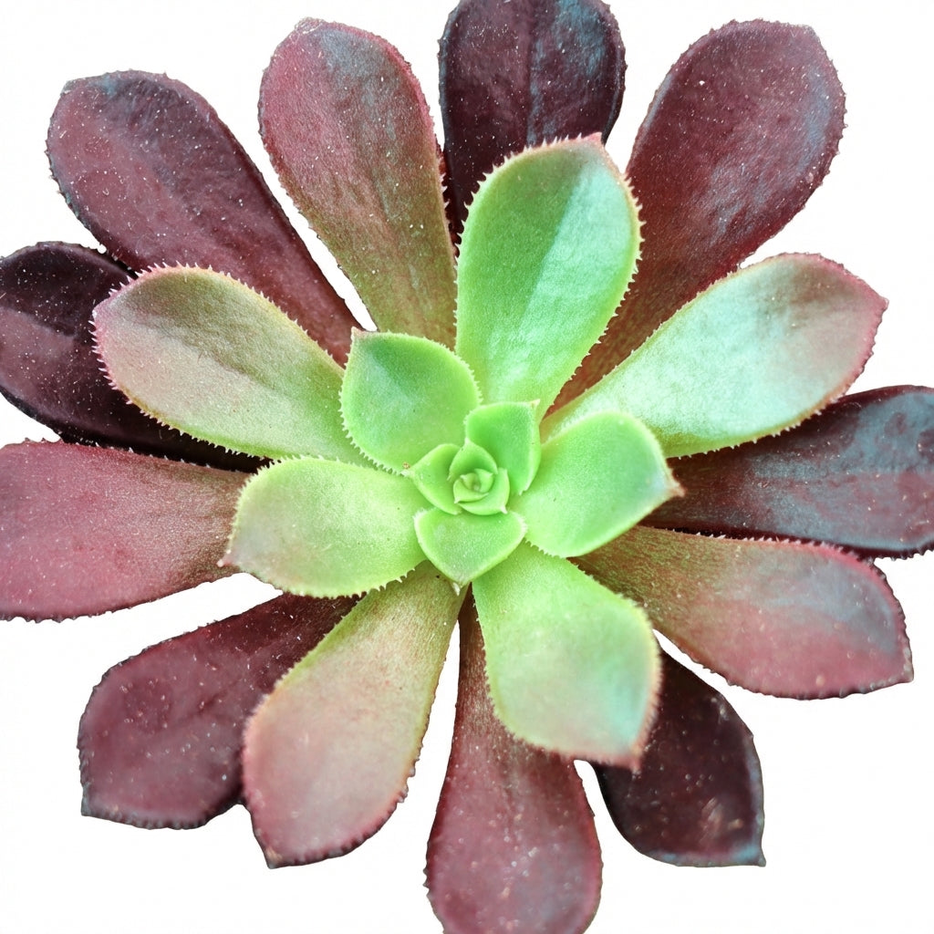 2 inch /4 inch Aeonium 'Phoenix Flame' , green succulents, indoor succulents, succulent care guide, buy succulents online