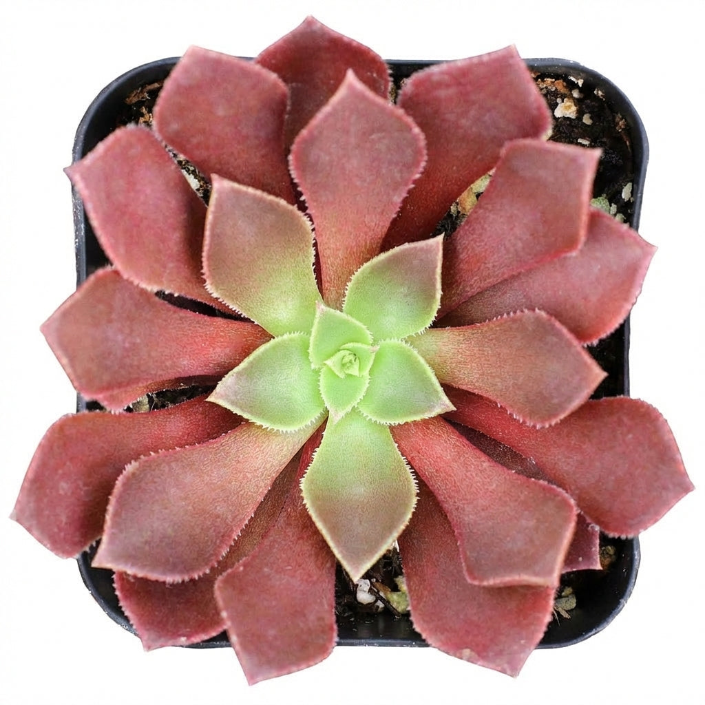2 inch /4 inch Aeonium 'Phoenix Flame' , green succulents, indoor succulents, succulent care guide, buy succulents online