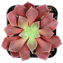 2 inch /4 inch Aeonium 'Phoenix Flame' , green succulents, indoor succulents, succulent care guide, buy succulents online