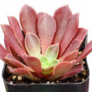 2 inch /4 inch Aeonium 'Phoenix Flame' , green succulents, indoor succulents, succulent care guide, buy succulents online