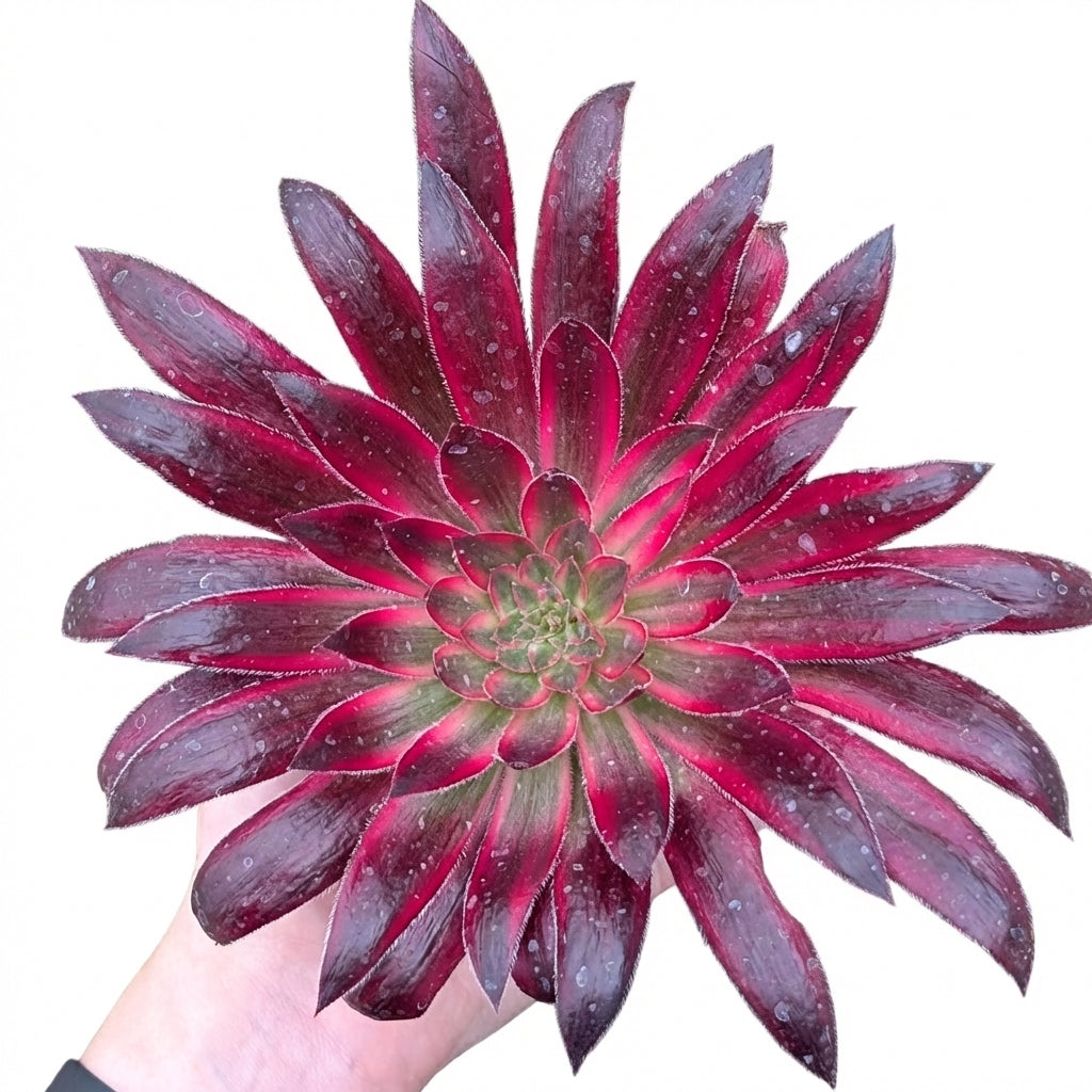 2 inch /4 inch Aeonium 'Phoenix Flame' , green succulents, indoor succulents, succulent care guide, buy succulents online