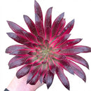 2 inch /4 inch Aeonium 'Phoenix Flame' , green succulents, indoor succulents, succulent care guide, buy succulents online