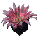 2 inch /4 inch Aeonium 'Phoenix Flame' , green succulents, indoor succulents, succulent care guide, buy succulents online