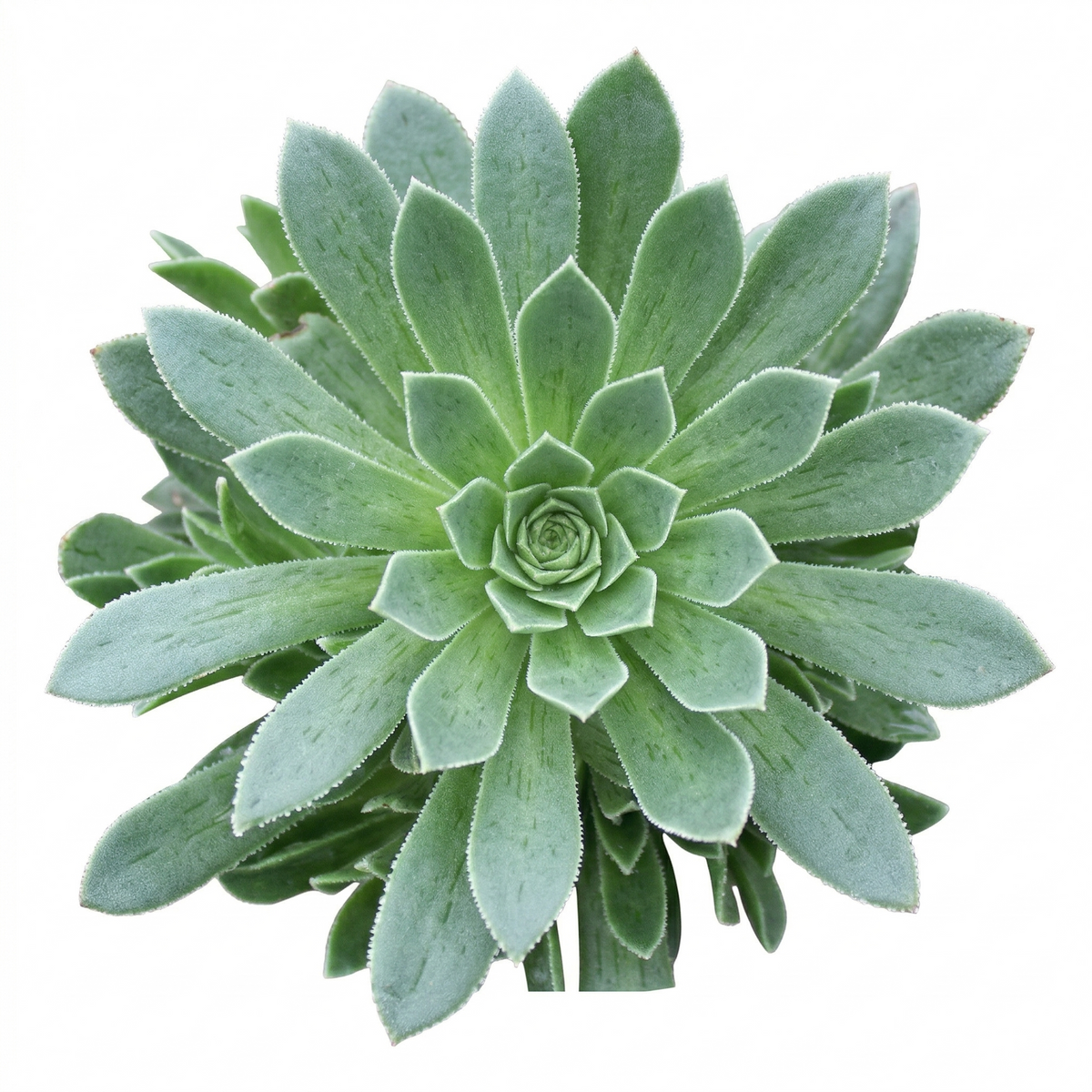 Buy 2 inch Aeonium Silver Edge live plant online, potted succulent arrangement with Aeonium Silver Edge, Aeonium Silver Edge bright natural light decor
