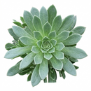 Buy 2 inch Aeonium Silver Edge live plant online, potted succulent arrangement with Aeonium Silver Edge, Aeonium Silver Edge bright natural light decor