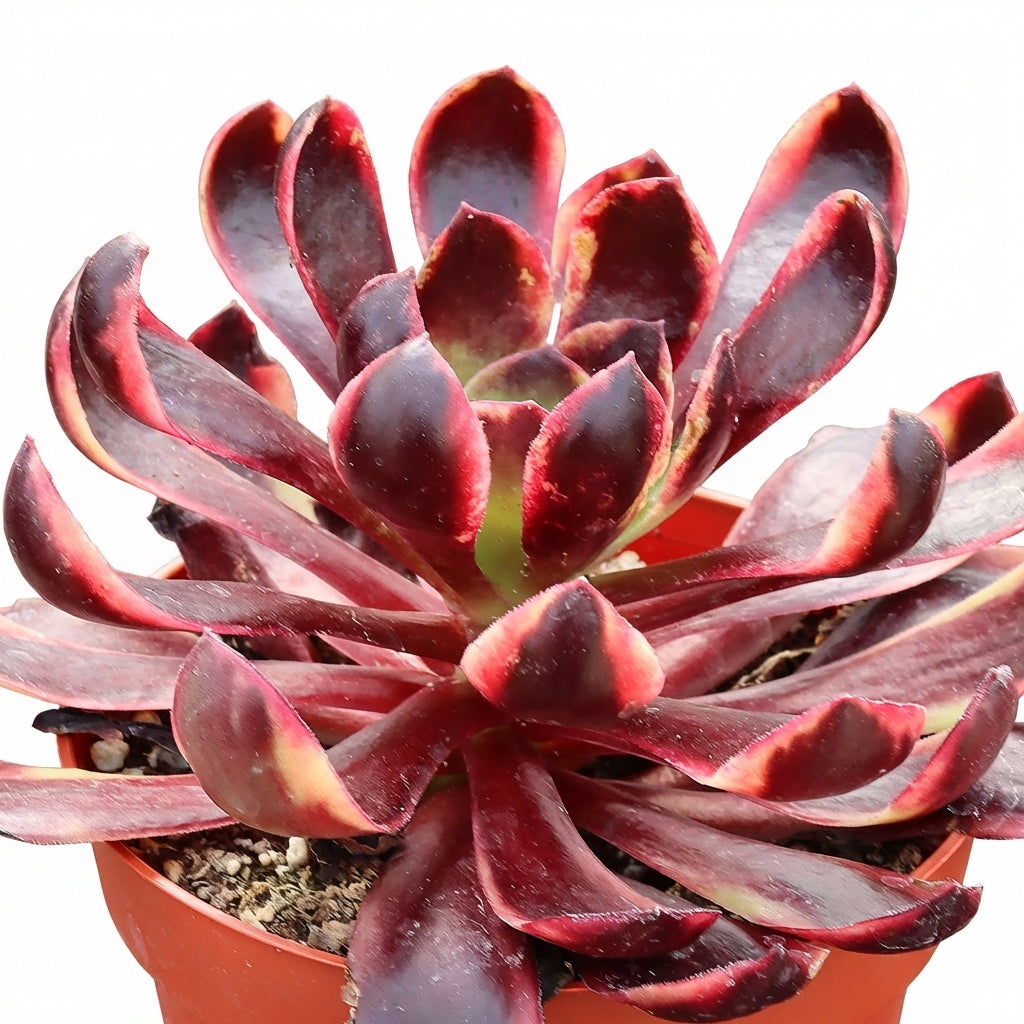 Aeonium 'Superbang' 4 inch succulent for sale