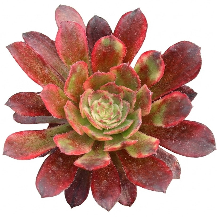 2 inch Aeonium Venus, colorful live succulents, red leaves plants, Aeonium Venus for sale, buy Aeonium Venus online